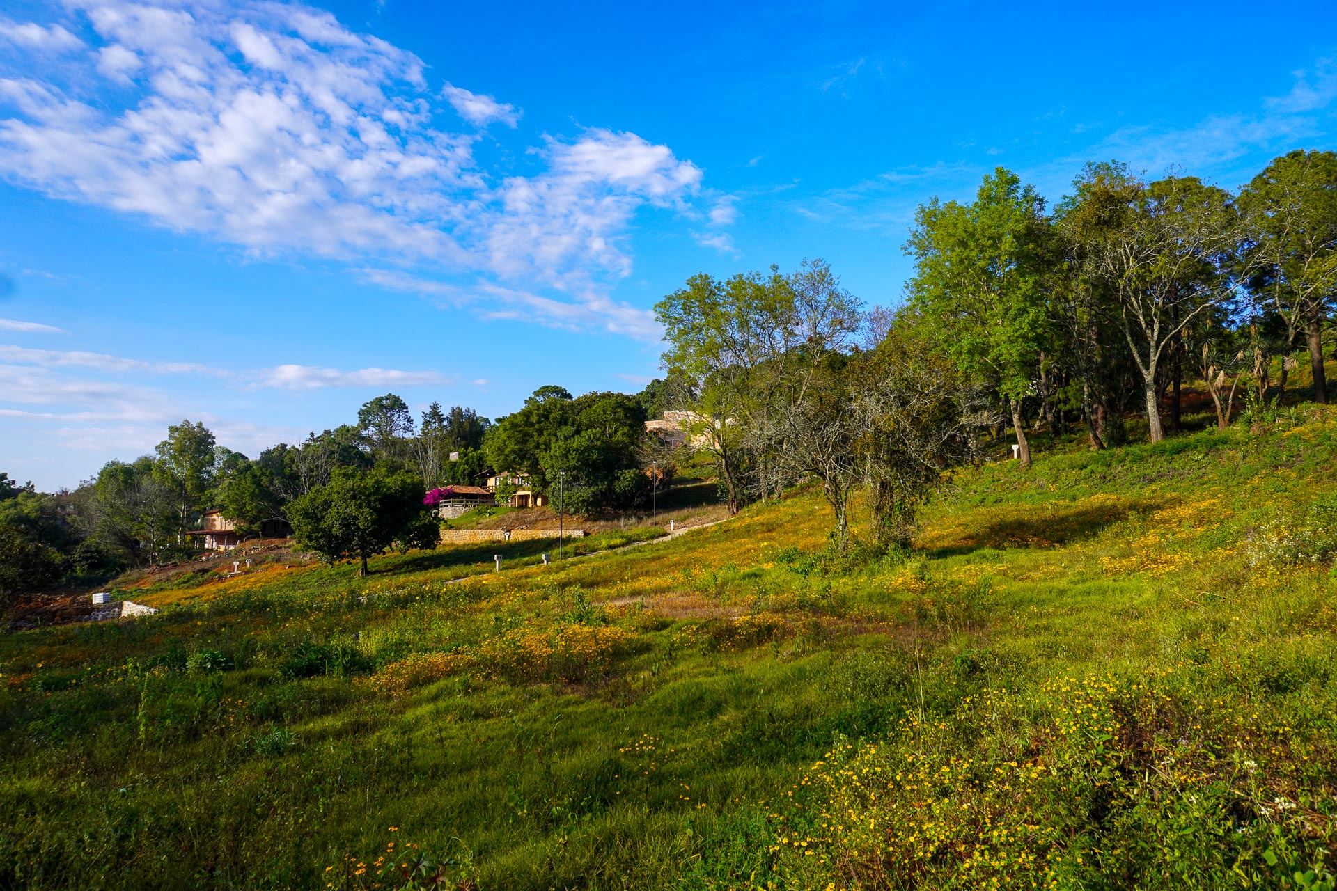 vista del exterior con campos verdes, arboles y cielo azul